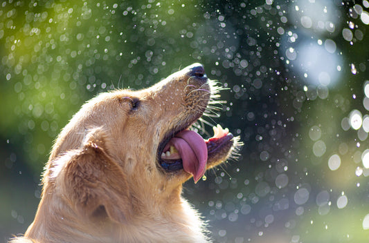 Did You Know This Is How You Can Keep Your Pet Fresh - Luscentra